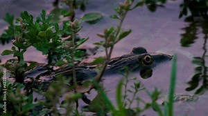 Indian Bullfrog - Hoplobatrachus tigerinus - hiding in a pond water behind the vegetation.