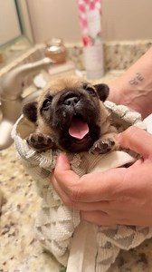 we had a CODE BROWN this morning 💩 #puppy #frenchbulldog | Vixbull Frenchies