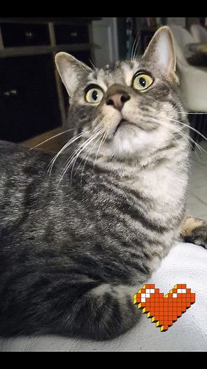 Pixel #chat #beaute #amour #calme | Laure Fournil