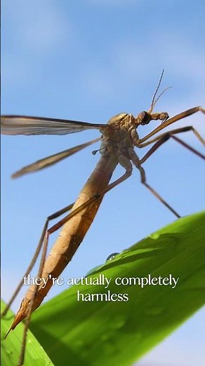 The Truth About Crane Flies