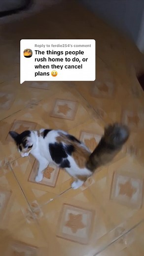 Replying to @ferdie254 Nala🐈 na mashaitani yake😅#cutecat #catlover #fyp #cat #funny