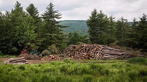 Trump strips protections for Tongass forest, opening it to logging
