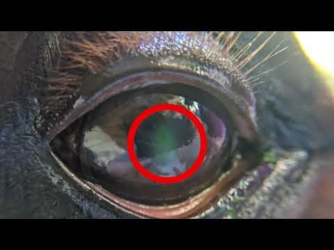 Equine Eye Problems (and how to spot them)