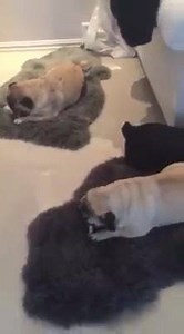 2.1K views · 214 reactions | The pugs are all happy with a nice treat! | Pug Channel | Facebook
