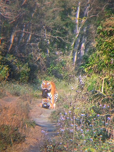 Courting Tigers in the Wild