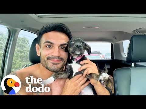 10-Pound Dumped Puppy Gets Fostered By German Shepherds | The Dodo