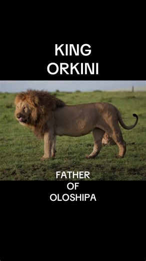 The Old Black Rock males King Orkini, King Benna, King Longo & King Short Tail. Father’s of Black Rock Boys King Oloimina, King Oloisiadu, King Olobor, King Lorkulup, King Orpadan/Oloshipa. Grandfather’s of the Rongai Rockers Olonkera, Kidong’oe, Olubi, Dubo Mtoto, & Kishindo. They are also fathers of Manywele, Oloibor, Kijana and the late Lekijana. Im sure there is debate amongst many lion lovers about lineage of which father belongs to which son. Ive seen people having different lists, but I b