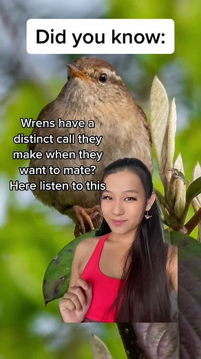 Amazing Bird Mating Call Sounds | Funny Nature Moment