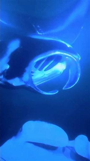 Snorkeling with Manta Rays in Hawaii