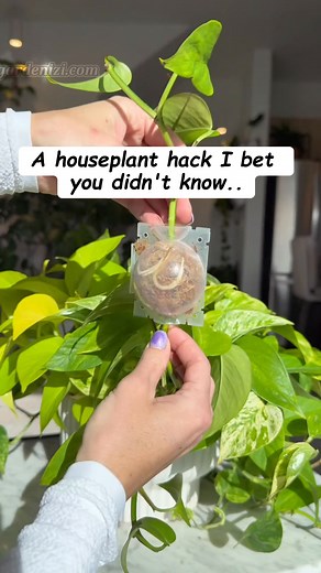 ✨ How to use a propagation ball to air layer a houseplant ⬇️ ,1. Choose a healthy and mature branch on your houseplant that you want to propagate. Make sure the branch is at least 1/4 inch in diameter. ,2. Locate the node & clean the selected branch by removing any leaves or side shoots from a section about 6-8 inches long. This will be the area where you will apply the propagation ball. ,3. Soak 💦 the moss ball in water for a few minutes to ensure it is fully saturated. This will help maintain