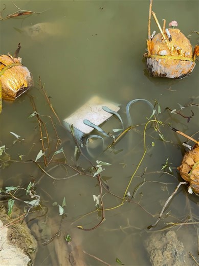 Restoration Phone X7c float with Bag At The Lake #pageforyou #fypシ #viral #trend #fypシ゚viral