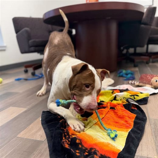 Dog seeks adoption after recovery from hoarding case