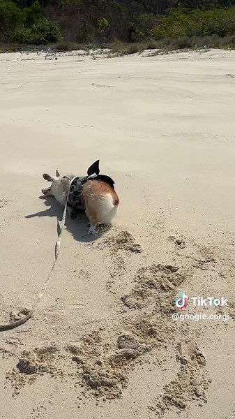 ขอบคุณที่เกิดมาให้รักนะกูเกิ้ล#เที่ยวทะเล#หมาเที่ยวทะเล #พาหมาเที่ยว #ติดหมา #สวนสัตว์tiktok