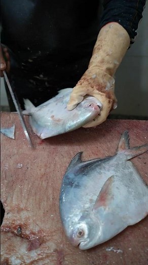 Cutting and Preparing Silver Pomfret – The Priciest Fish!