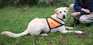 Meet Moss, the detection dog helping Tassie devils find love