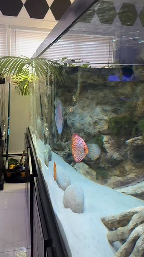 450G Discus & Geophagus Tank! Powered by @seachem_laboratories Discus Trace, Discus Buffer, Matrix bio-media, Prime, and Stability 😁💪 Btw, Check out the new All-In-One Aquarium Keeping App! @aquabuildr | Fish Compatibility, Water Parameter Tracking, AI Chat Bot, New Tank Builder, Dosing Diary, Inhabitants Tracker, Maintenance Reminders, New Species added weekly! Find it 👆👆👆 #KaveManAquatics #aquariumlife #aquariumlifestyle #aquariumhobby #fishkeeper #aquariums #cichlids #aquariumsdaily #aqu