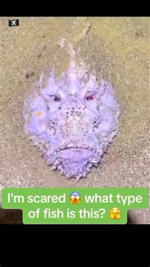 CAMERON AZI on Instagram: "Synanceia is a genus of ray-finned fish belonging to the subfamily Synanceiinae, the stonefish, which is classified within the family Scorpaenidae, the scorpionfish and relatives. Stonefish are the most venomous fish known;"