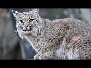[Bobcat] Bobcat Anatomy and Appearance || Bobcat Distribution and Habitat