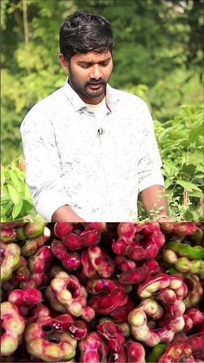 Seema Chintha Plants | Manila Tamarind In Telugu | Best Fruit Plants | Kadiyam Abbai