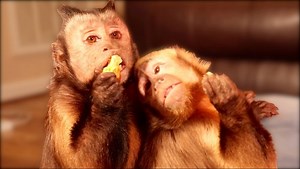 133K views · 9.5K reactions | Capuchin Monkey Boo and Happy share some homemade Monkey Biscuits! They're a healthy snack for the monkeys and they love them! Monkey Boo relaxes while Monkey Happy jumps, plays and climbs all over him while they eat. | MonkeyBoo | Facebook