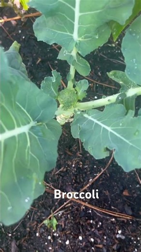 Broccoli #fallgardening #gardening #growyourownfood #broccoli