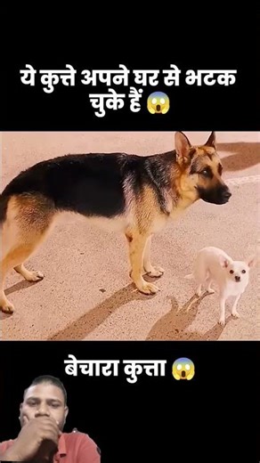 #animals #audio #animatic