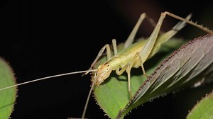 Tree Cricket