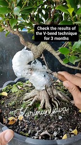 6.8K views · 843 reactions | Check the results of the v-bend technique for 3 months  #ficusmicrocarpa #kimeng #bonsaitree | Karimun Java | Facebook