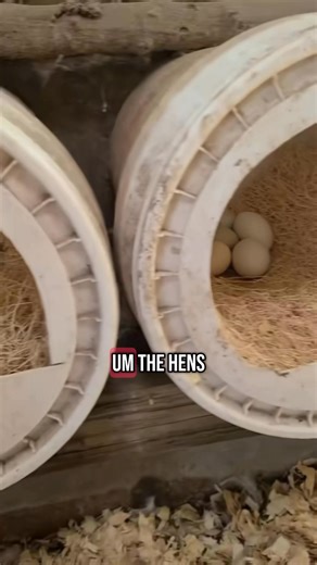 DIY nesting box idea for the chicken coop 🐓🥚#chickens #backyardchickens #diyideas #raisingchickens #chickencoop #DIYChickenCoop #layinghens | Gardening With Deea
