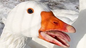 The Amazing Facts About Goose Teeth