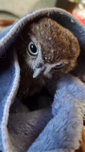 Beautiful owl video Owl flying in forest Baby owl sounds Pet owl video Real owl in jungle Owl watching Owl nature sound Owl bird short video Night owl footage Owl hunting moments Owl nature clip Cute birds of prey Owl emotional video Owl love moments Owl nature photography Owl photography Owl pictures Owl photo Owls photography Birds video Owl videos Little owl close up Cute owl moments Wildlife photography Owl in nature #owl #owls #birds #birdsvideo #owlphotography #owlvideos #OwlVideo #littleo