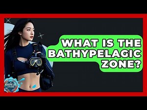 What Is The Bathypelagic Zone? - The Marine Life Explorer