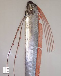 A 12-foot long sea beast known as the "doomsday fish" was found floating off the San Diego coast. The oarfish is so rare that it is seen as a portent of intense tectonic activity. What would its appearance mean for California? | Interesting Engineering