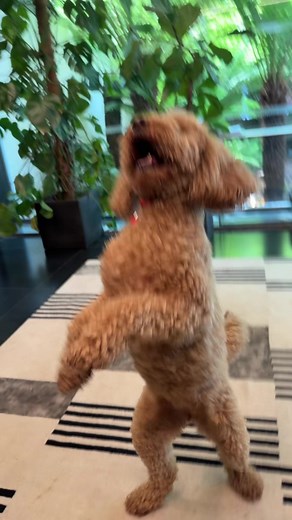 Dancing Dog Waffle Shows Off Impressive Moves