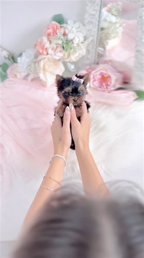 TeaCup Puppies & Boutique on Instagram: "Introducing our newest arrival! This tiny 15 oz Teacup Yorkie girl is as sweet as pumpkin pie! You’ll fall in love with her big brown eyes and playful personality! 🐶🎀 Visit her in our luxury South Florida boutique, where you can shop designer brand pet products and luxury dog accessories! We offer nationwide delivery! #teacuppuppies #teacupyorkie #teacupyorkies #teacupdog #teacupdogs #teacuppuppy #teacupyorkiesofinstagram #tinydog #dogreels #puppyreels 
