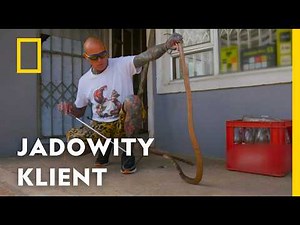 Od kobry w sklepie gorszy był tylko jadowity wąż w łóżku! | National Geographic [lektor PL]