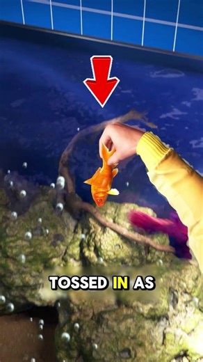 The Goldfish That Escaped Death… And Lived 7 Years in Secret 🐟