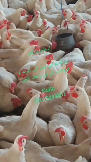 25K views · 780 reactions | #foryouシpage #forsale #viral #chickens #farming #poultry #foryou #eggs #videoviralシ | Natural beauty birds & Animals | Facebook