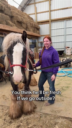 He indeed was #horsesontiktok #equinelife #horsefails #gypsyvanner #horsetraining