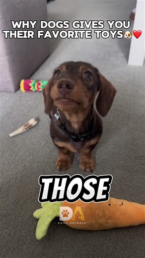 Why Dogs Bring You Their Toys… It Means More 🐶🥹#shorts #dogs