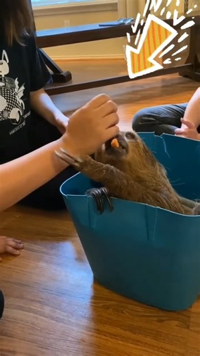 Sloth loves sweet potato | I Love Sloth