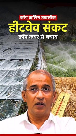 How farmers can prevent #Fruit cracking from#heatwave & #hailstorm by using #cropcover & #hailnets