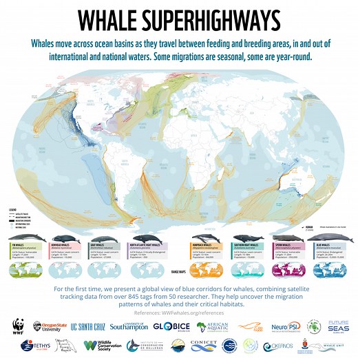 WWF Protecting Blue Corridors Report - World-First Map Exposes Growing Dangers Along Whale Superhighways.  — WWF Protecting Whales & Dolphins Initiative