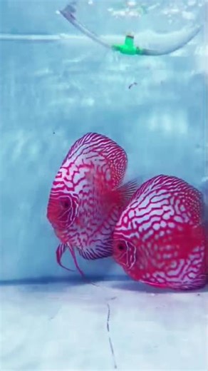 Discus fishes ready to pair up#exoticaquariumfish #discusfish #aquariumfish