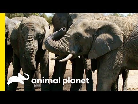 Why Do Elephants Have Trunks? | How Do Animals Do That?