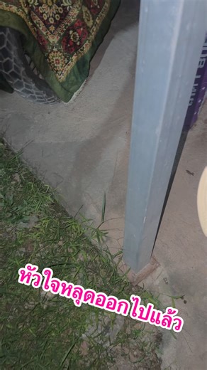 177K views · 1.2K reactions | หัวใจผมแตกสลาย Ep.2 #ผู้ติดตาม #ผู้บ่าวขายด้วง #แมงตด | ผู้บ่าวขายด้วง Phu Bao Khai Duang Beetles | Facebook