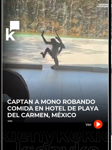 Mono araña roba pan dulce en hotel de Playa del Carmen y se vuelve viral. Turistas captaron al animal entrando al buffet, tomando un pan y saliendo con calma. Usuarios aseguran que lo hace con frecuencia. #Viral #NoticiasTikTok #MonoAraña #PlayadelCarmen