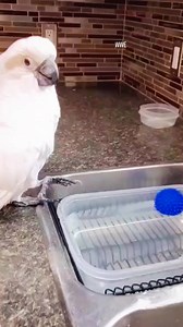 24K views · 522 reactions | #cockatoo #parrot #birds | WWE | Facebook