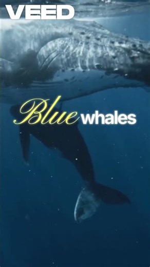Why the Blue Whale Is a Mammal, Not a Fish