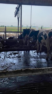 #dairyfarming #DairyDiaries | Dairy Diaries